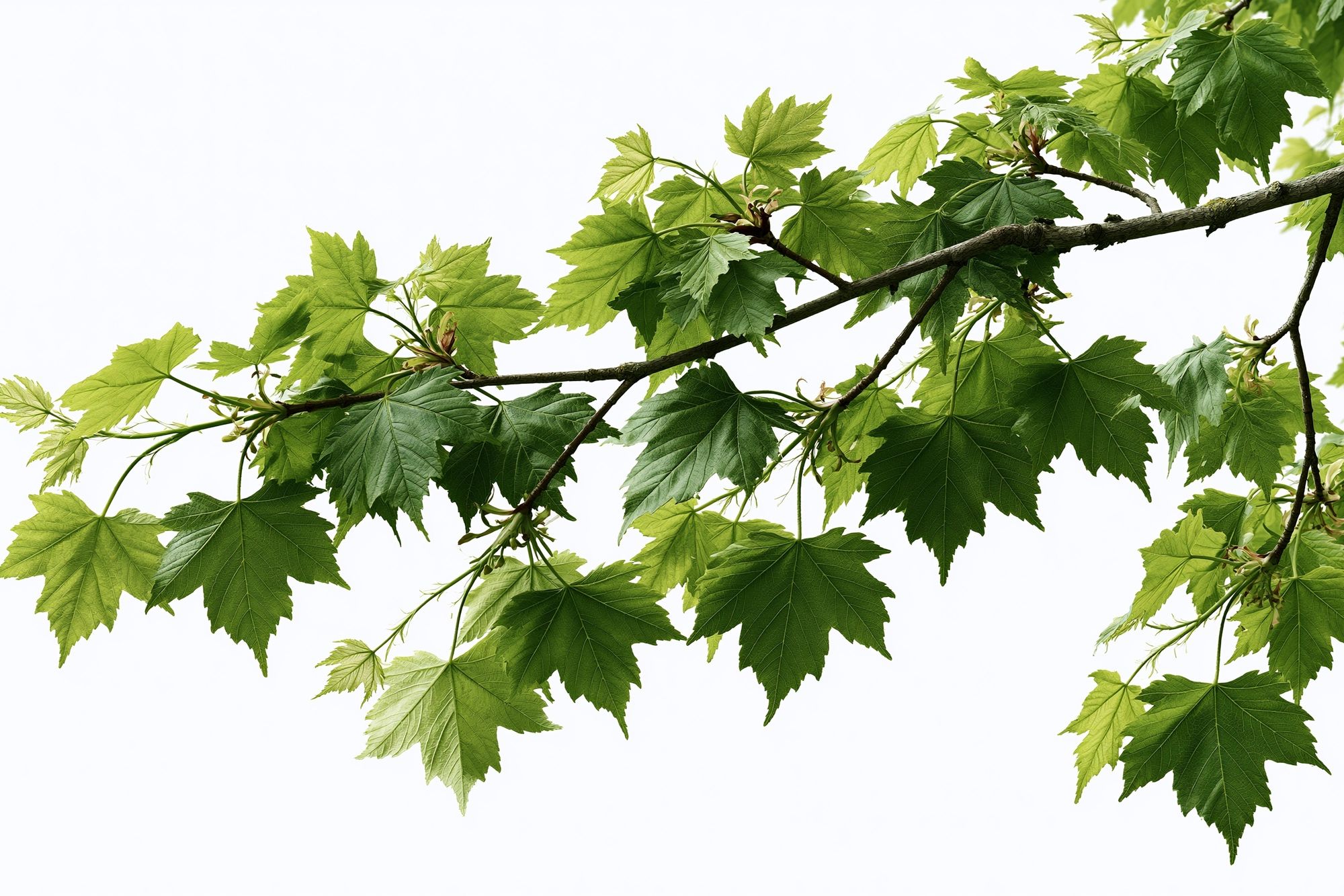 Green Maple Branch Botanical Print. poster — botanical art
