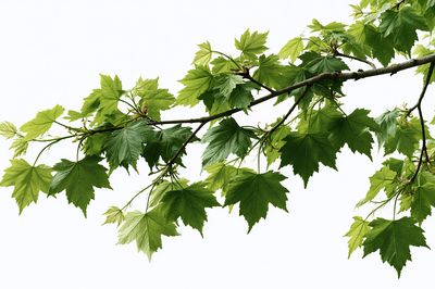 Green Maple Branch Botanical Print. poster