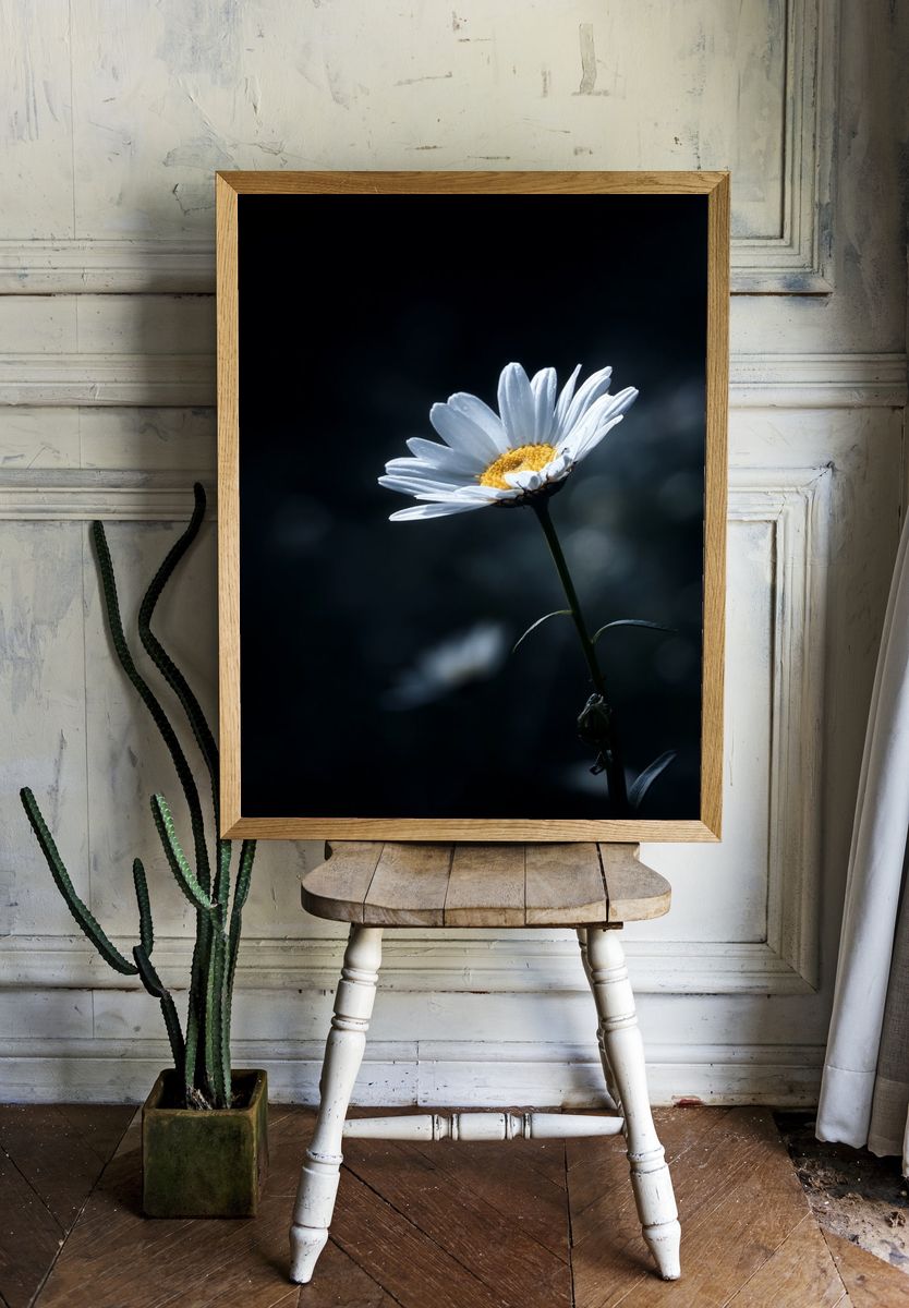 White Daisy Bloom Photography Poster. — room view 1