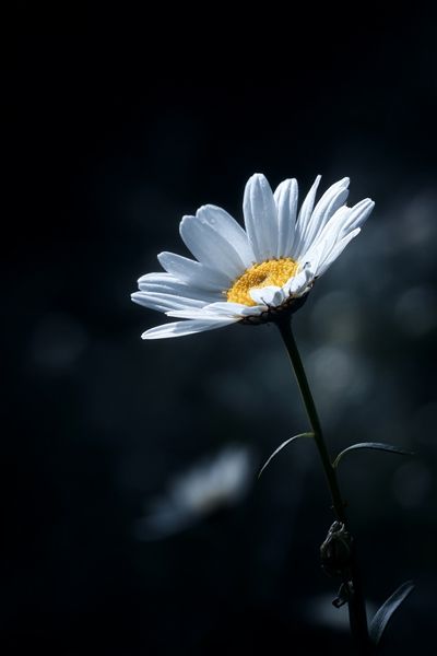 White Daisy Bloom Photography Poster.