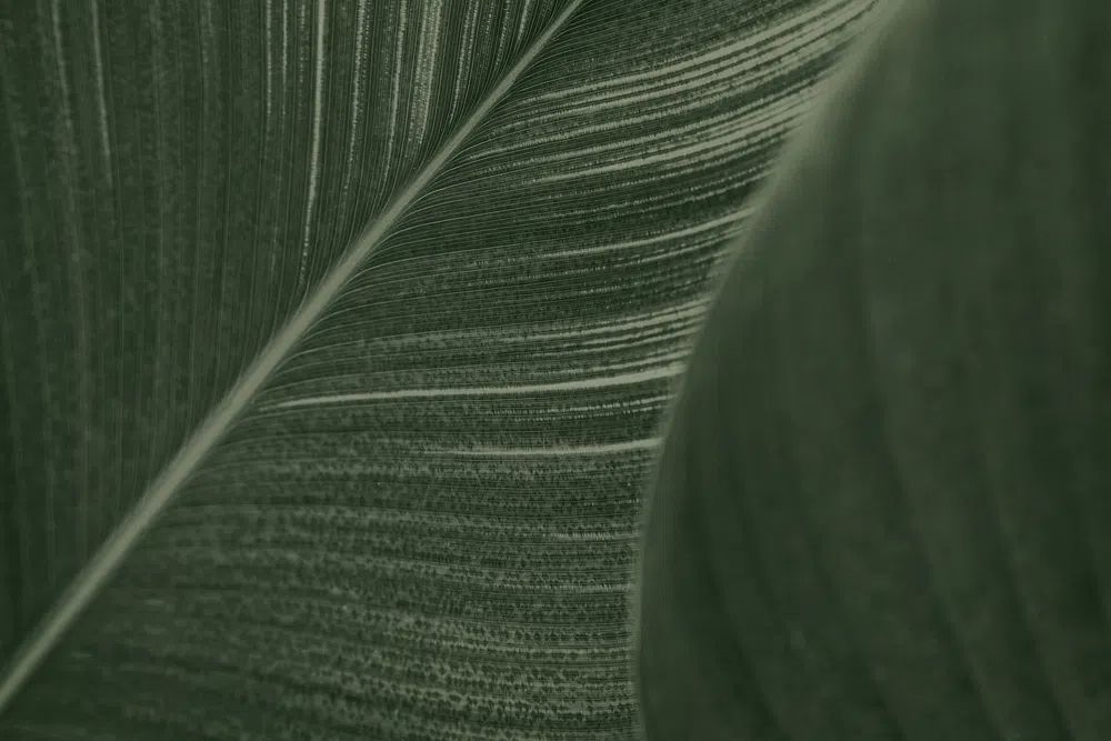 Close green Cigar flower leaves. poster — botanical art
