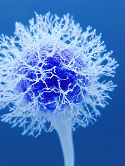 Blue Coral Bloom Botanical Print. poster