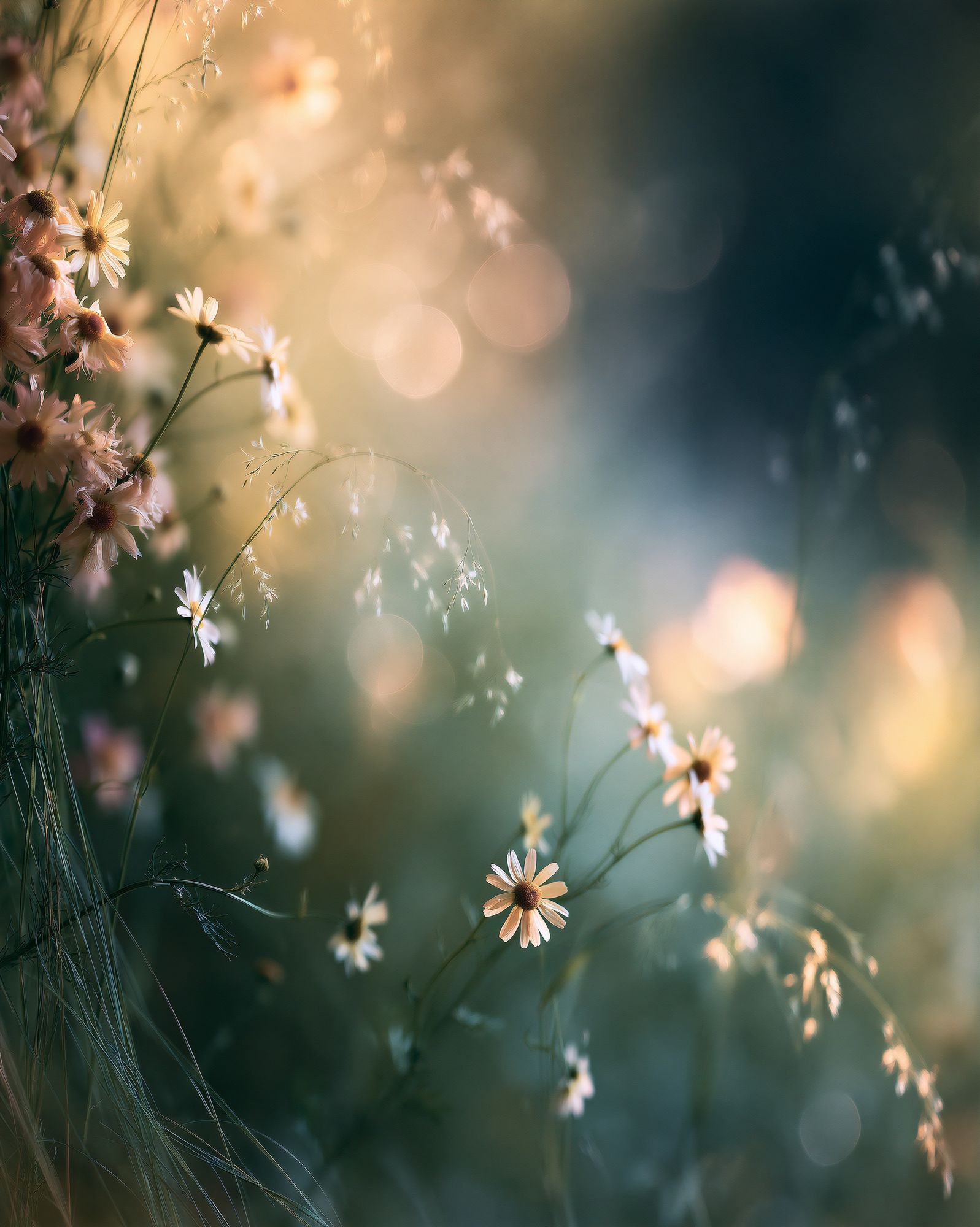 Dreamy Wildflower Meadow Print. poster — botanical art