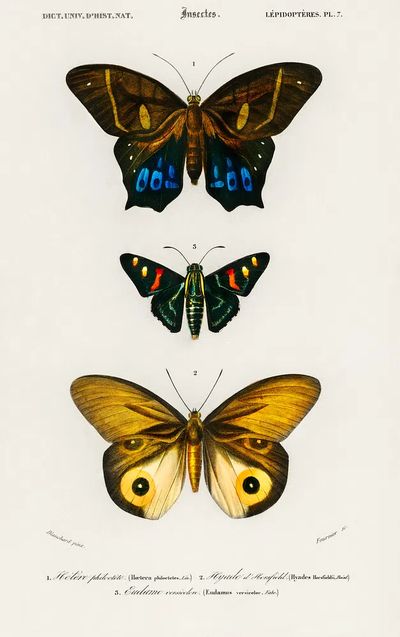 Different types butterfly illustrated Charles. poster print