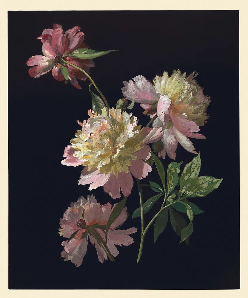 Flower Study, Peonies (1900), vintage. poster detail