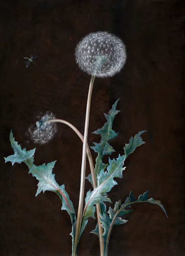 Dandelion (1755) painting high resolution. poster detail