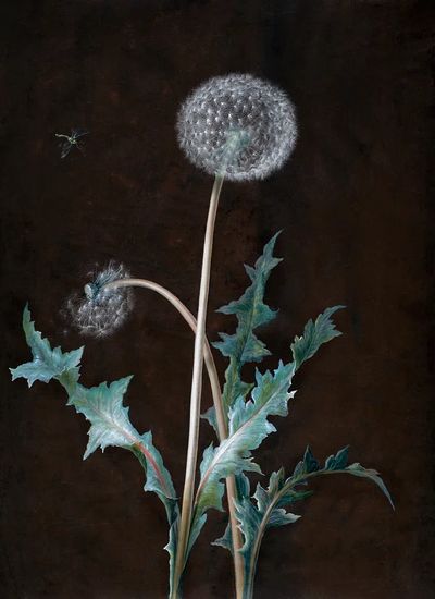 Dandelion (1755) painting high resolution. poster print
