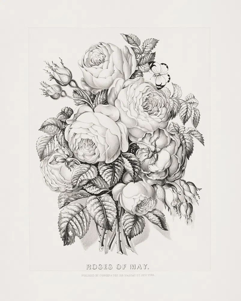 Rose May (1870) Currier &. poster — botanical art