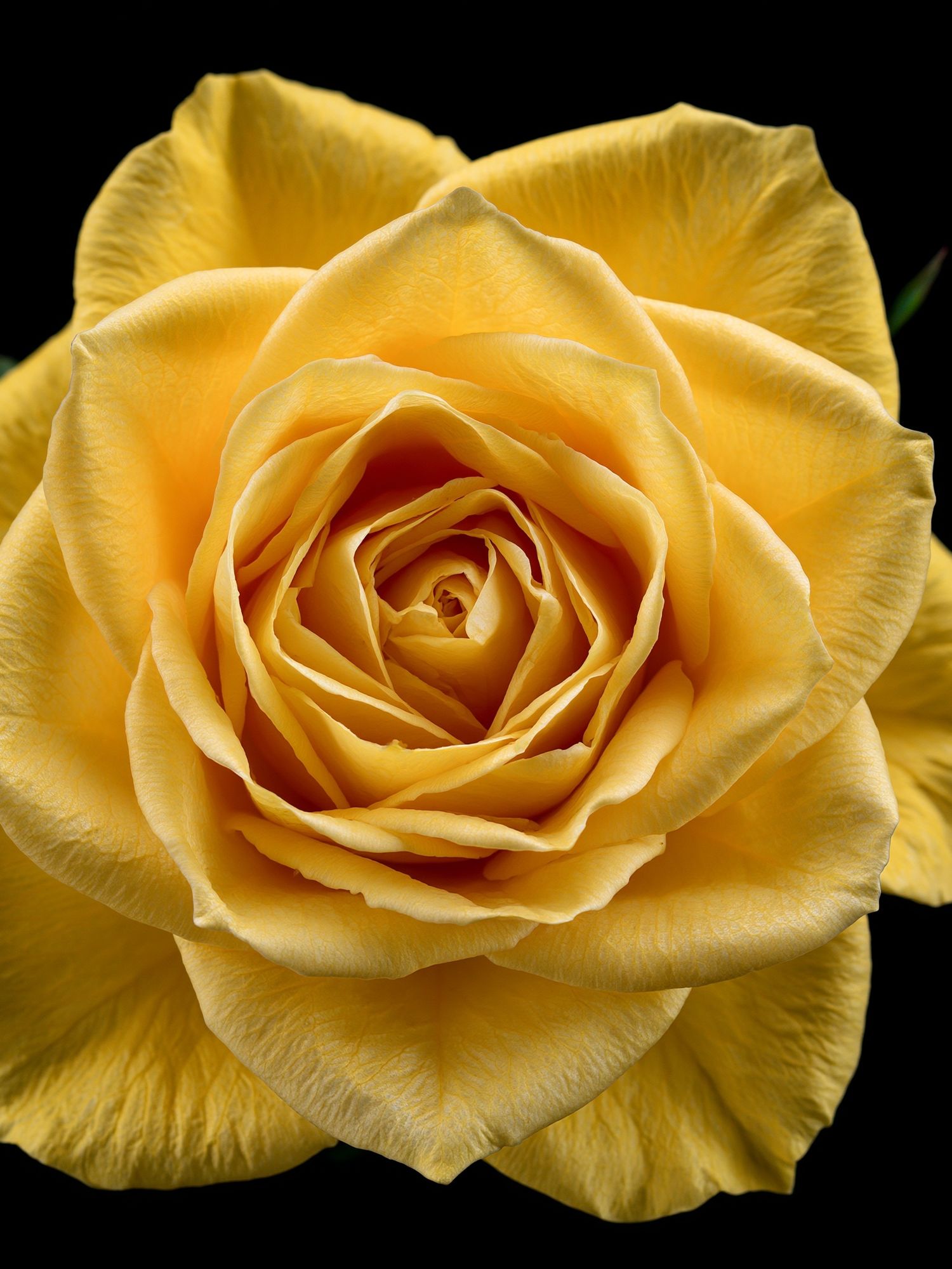 Yellow Rose Botanical Print. poster detail