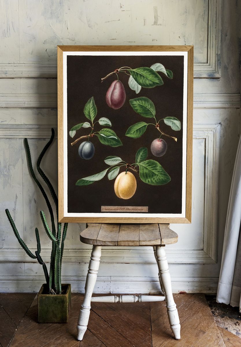 Plums (Pyrus) (1807) George Brookshaw. room preview