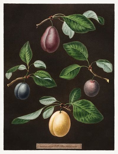 Plums (Pyrus) (1807) George Brookshaw. poster print