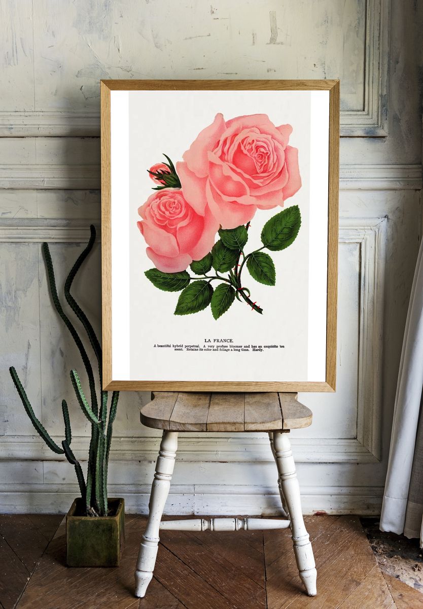 Pink rose, La France lithograph. room preview