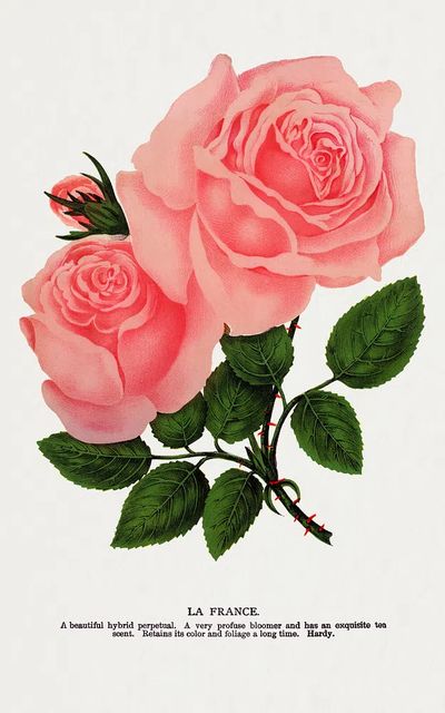 Pink rose, La France lithograph.