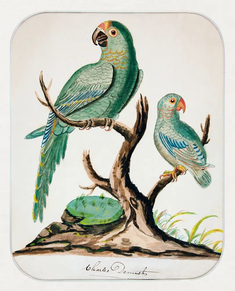 Two Parrots Barren Tree (ca.1916). poster — botanical art