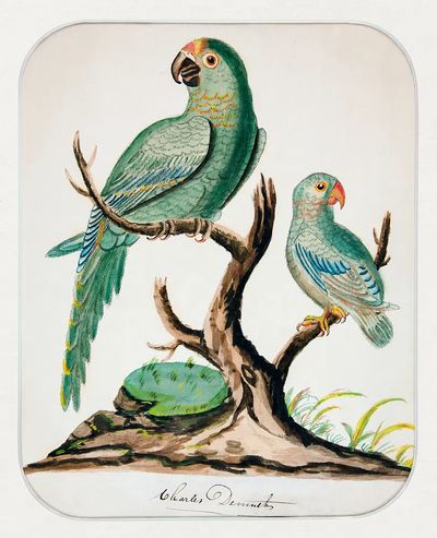 Two Parrots Barren Tree (ca.1916). poster print