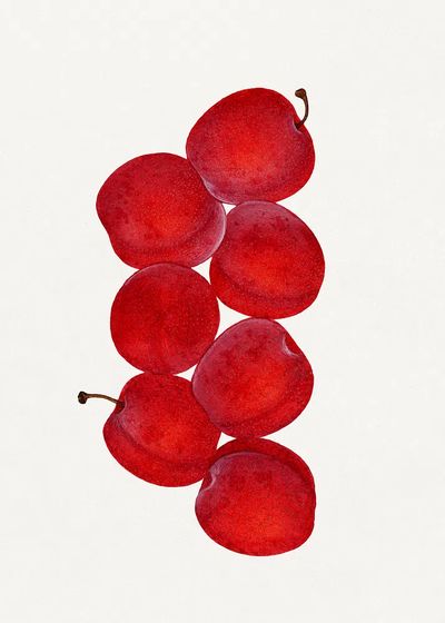 Vintage plums illustration. poster print