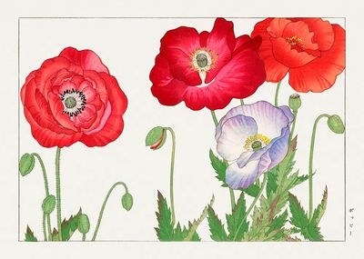 Vintage poppy flower, ukiyo e.