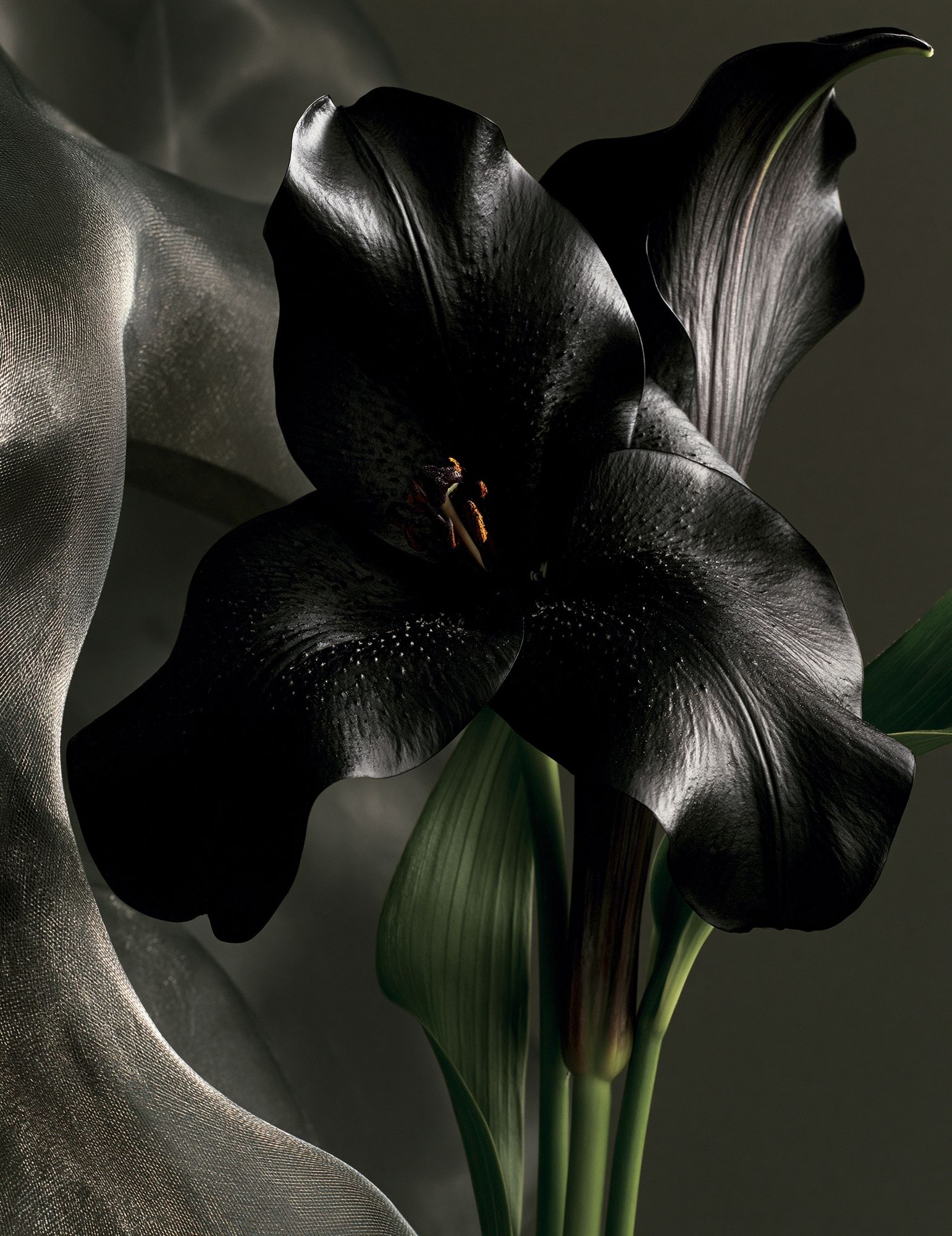 Black Calla Lily Botanical Print. poster — botanical art