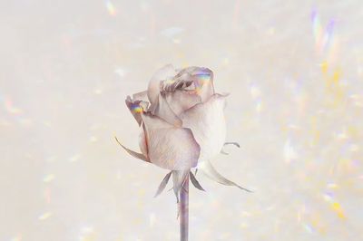 Rose flower holographic background design. poster print