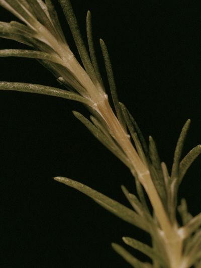 Rosemary Sprig Botanical Print. poster