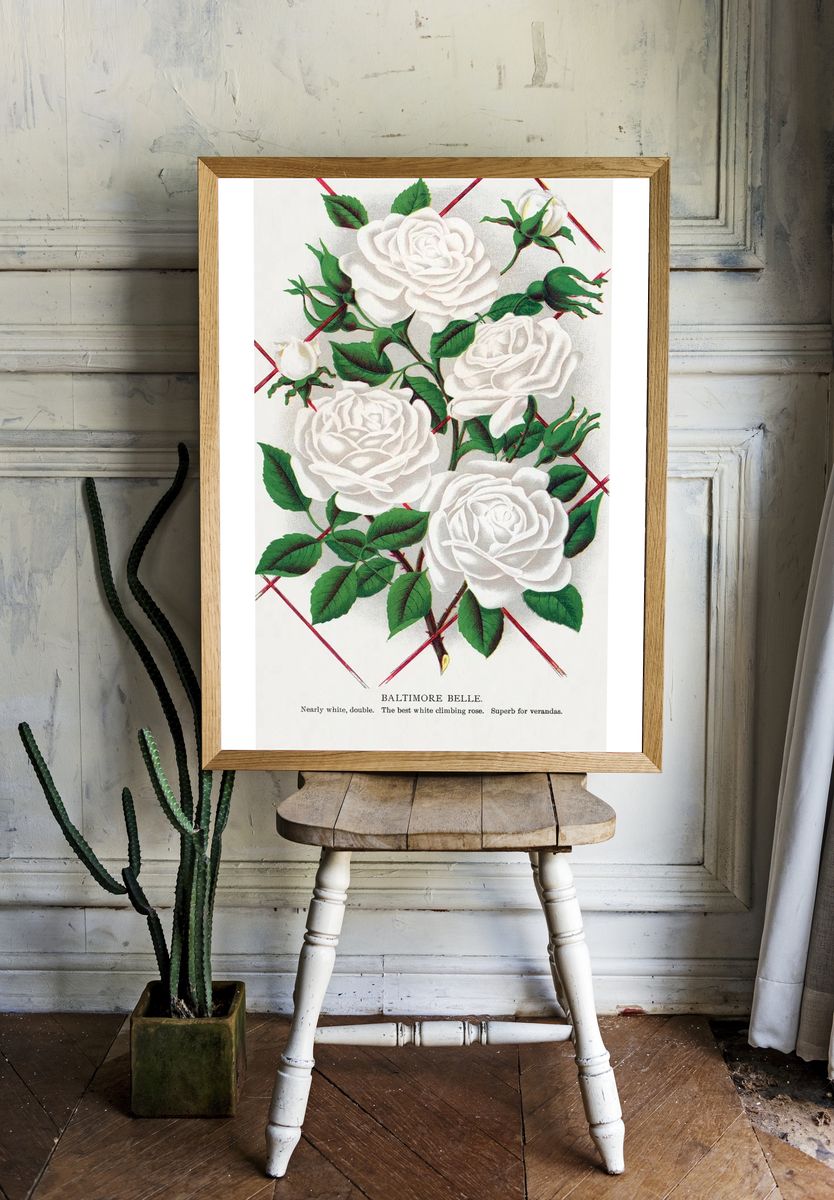 Baltimore Belle Rose Vintage Print room preview