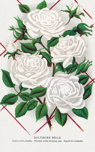 Baltimore Belle Rose Vintage Print. poster print