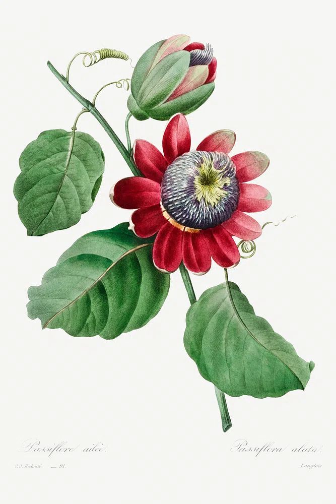 Passiflore Ailee (1827) Pierre-Joseph Redouté. poster detail
