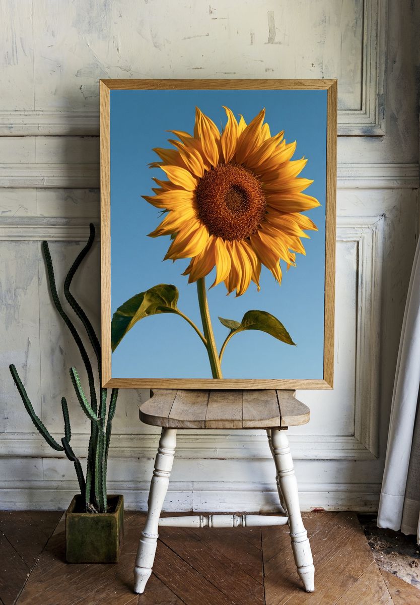 Sunlit Sunflower Botanical Print. — room view 1