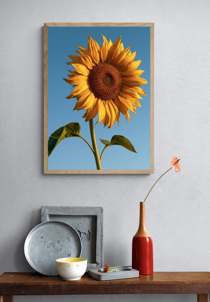 Sunlit Sunflower Botanical Print. — room view 3