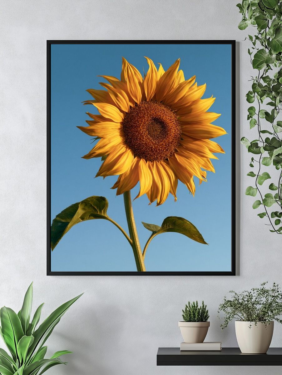 Sunlit Sunflower Botanical Print. — room view 4