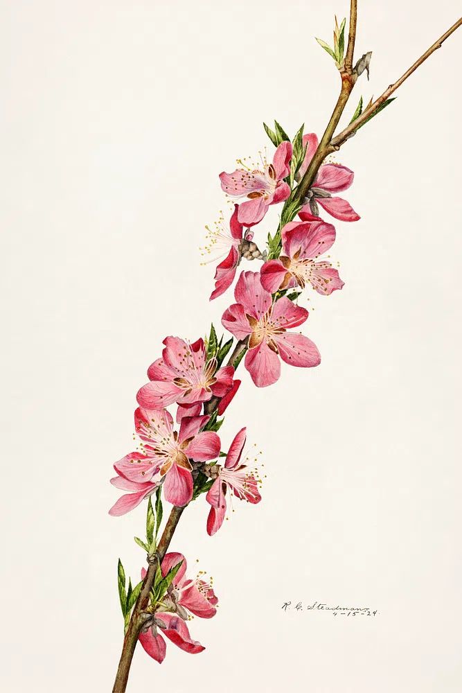 Peach (Prunus Persica) (1924) Royal. poster detail