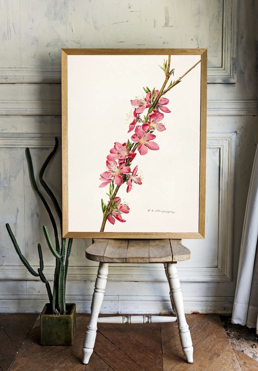 Peach (Prunus Persica) (1924) Royal room preview