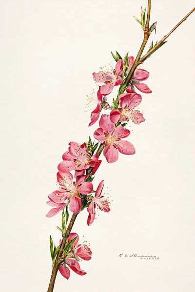 Peach (Prunus Persica) (1924) Royal. poster print
