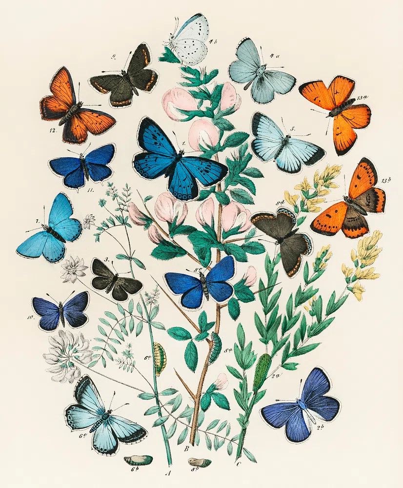 Illustrations book European Butterflies Moths. poster — botanical art