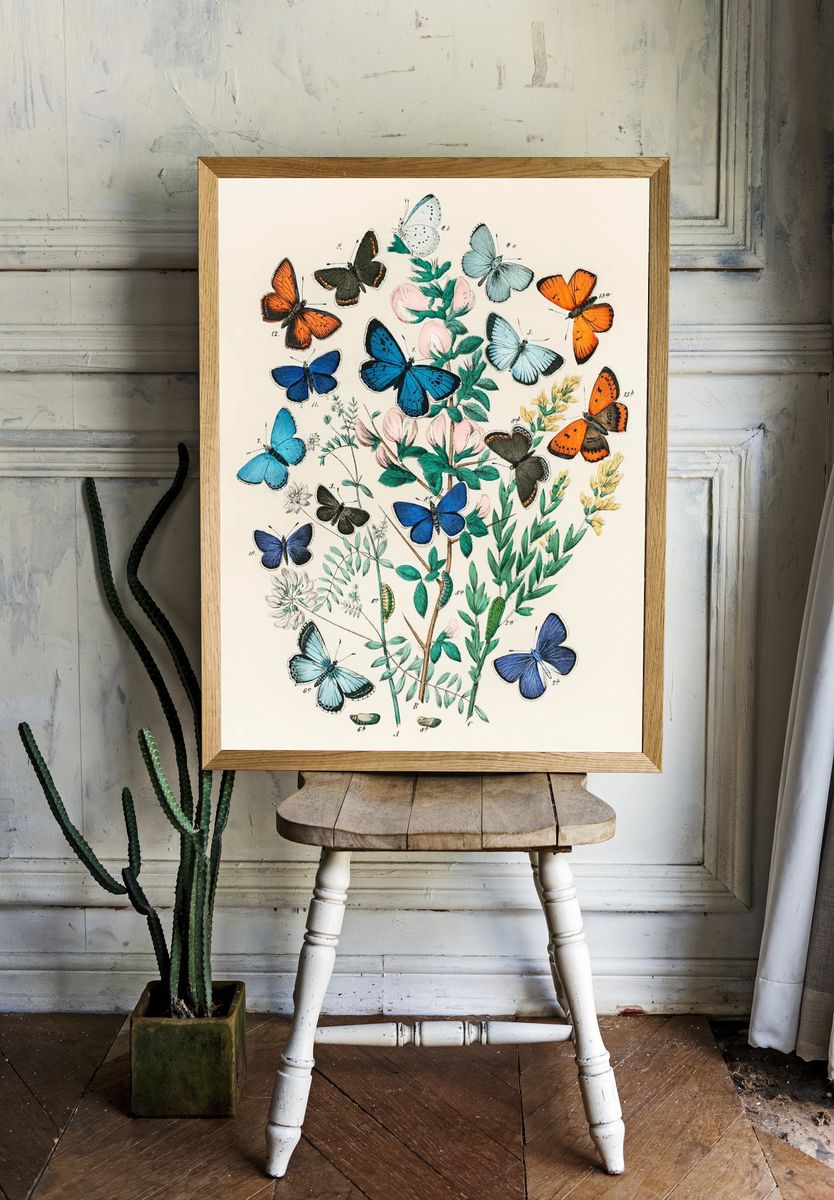 Illustrations book European Butterflies Moths room preview