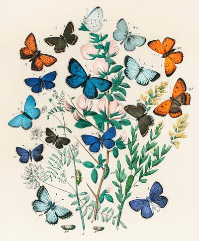 Illustrations book European Butterflies Moths. poster