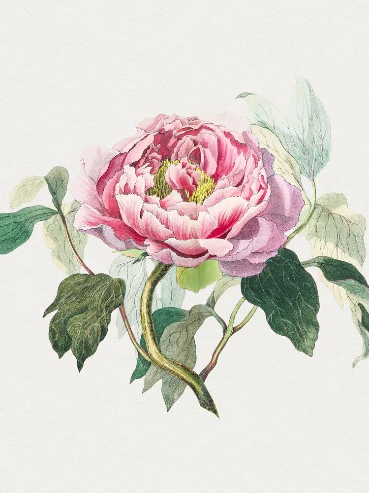 Hand drawn pink cabbage rose. poster detail