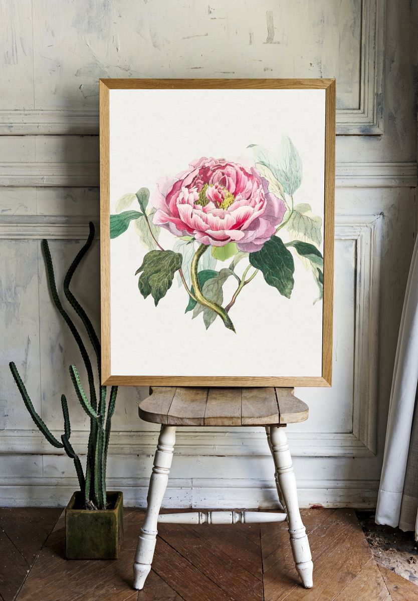 Hand drawn pink cabbage rose. room preview