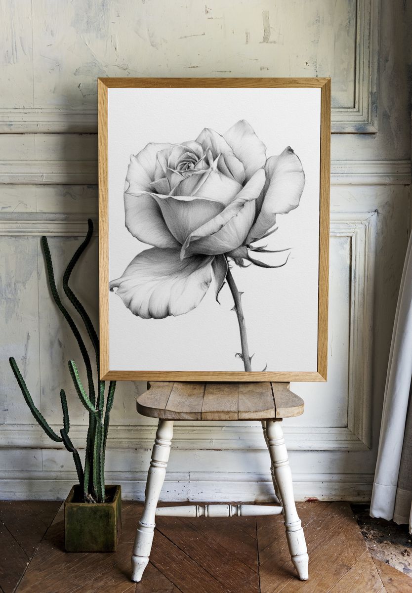 Single Rose Botanical Print. — room view 1