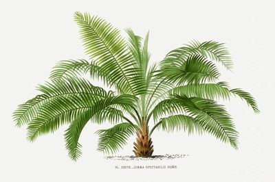 Vintage palm tree illustration. Digitally. poster