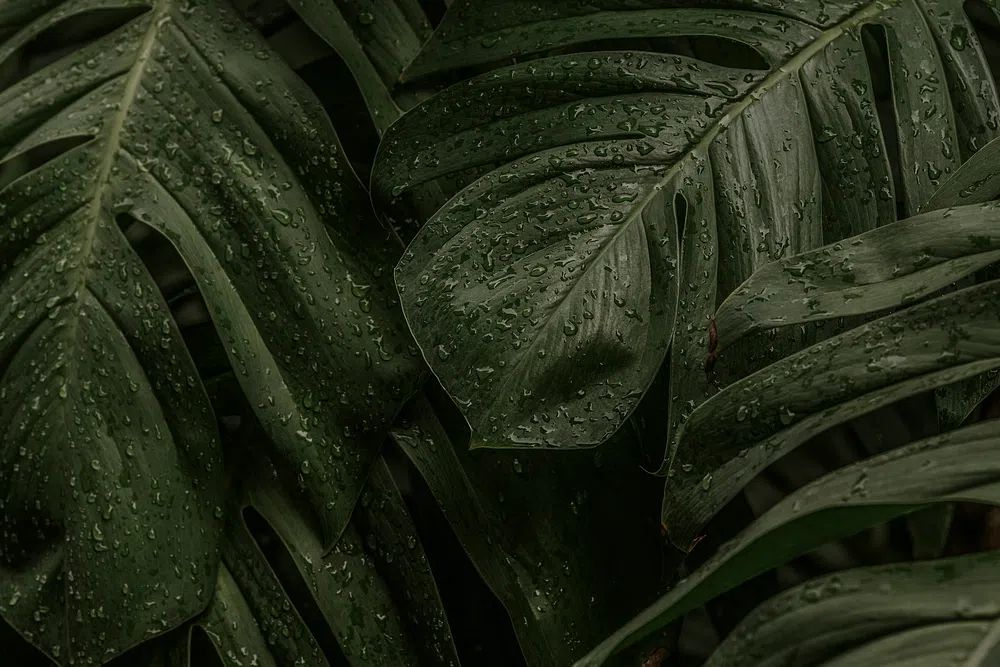 Wet Monstera deliciosa plant leaves. poster — botanical art