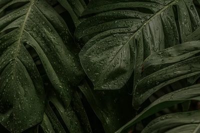 Wet Monstera deliciosa plant leaves. poster print
