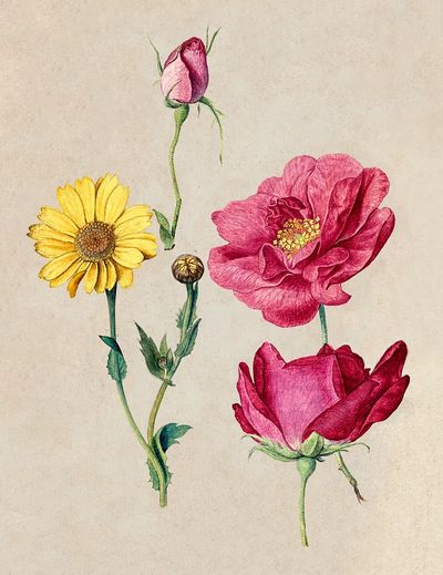 Sheet Studies French Roses Oxeye.