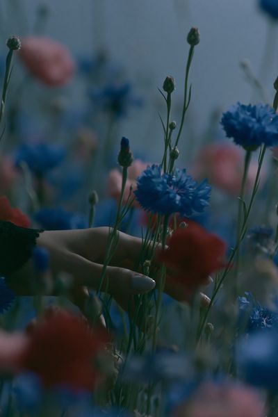 Blue Wildflowers Photography Poster.