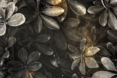 Dark gray dwarf umbrella tree. poster print