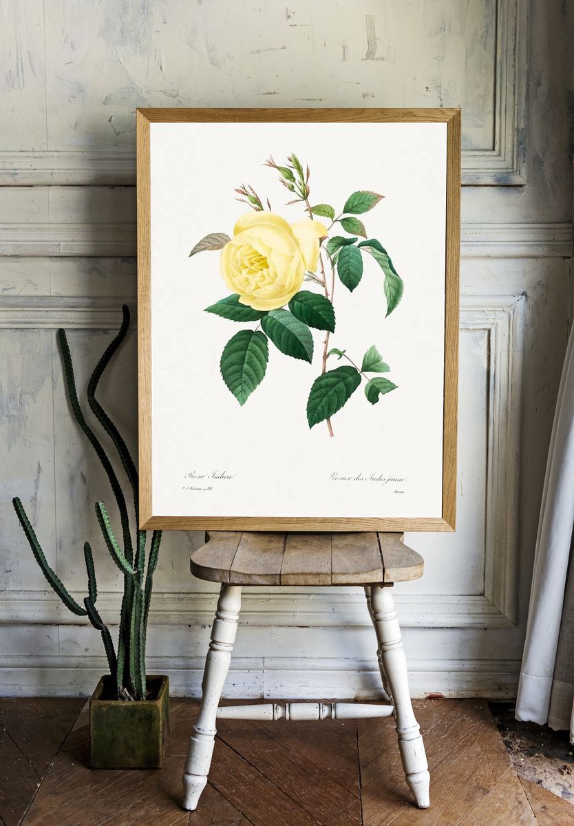 Yellow Rose Pierre-Joseph Redouté (1759–1840) room preview
