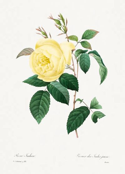 Yellow Rose Pierre-Joseph Redouté (1759–1840). poster print