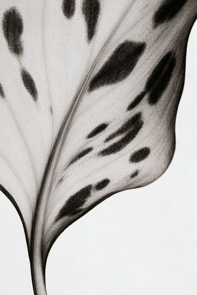 Monochrome Leaf Vein Botanical Print. poster detail