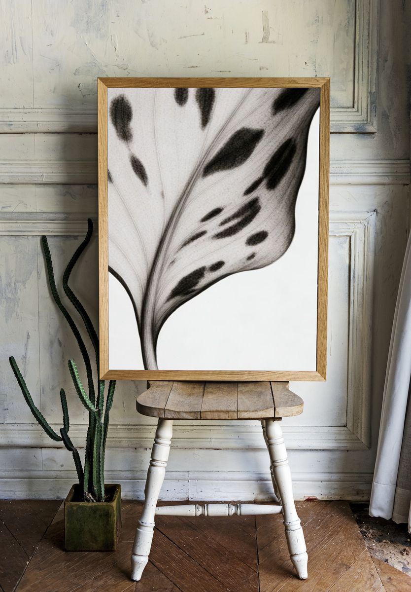 Monochrome Leaf Vein Botanical Print. room preview