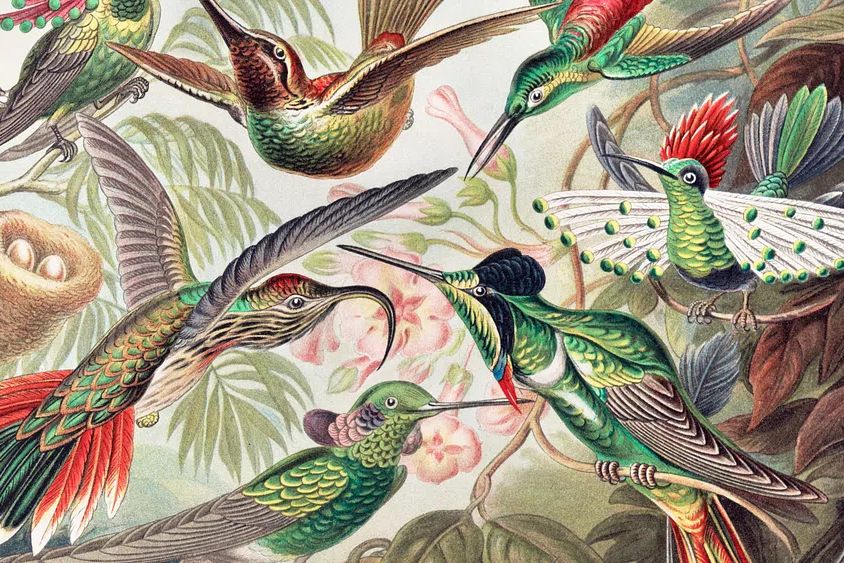 Vintage bird desktop wallpaper, background. poster — botanical art